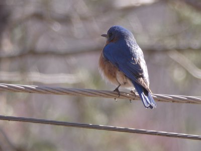 20190306 - Haw River - Eastern Bluebird 1