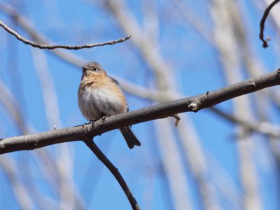 20190306 - Haw River - Eastern Bluebird 2