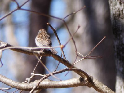 20190306 - Haw River - Field Sparrow 1