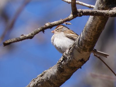 20190306 - Haw River - Field Sparrow 2