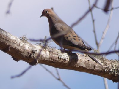 20190306 - Haw River - Mourning Dove