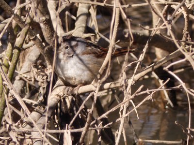 20190306 - Haw River - Song Sparrow 1