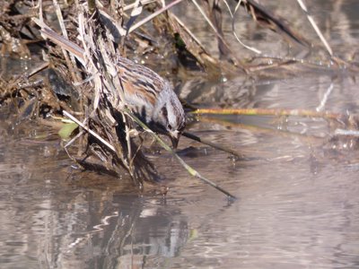 20190306 - Haw River - Song Sparrow 2