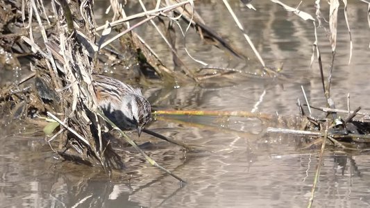 20190306 - Haw River - Song Sparrow 3