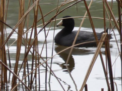 20190309 - Harris Lake - American Coot 1