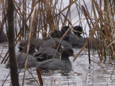 20190309 - Harris Lake - American Coot 2