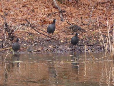 20190309 - Harris Lake - American Coot 3