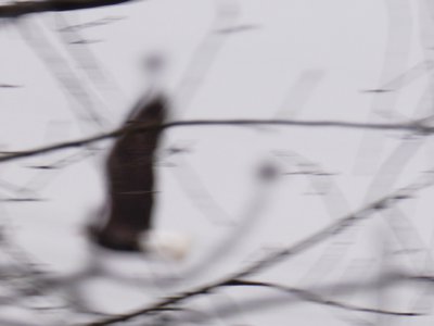 20190309 - Harris Lake - Blurry Bald Eagle