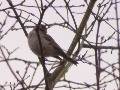 20190309 - Harris Lake - Chipping Sparrow