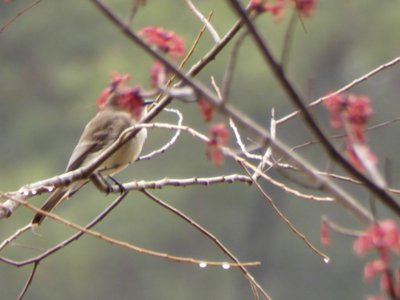 20190309 - Harris Lake - Eastern Phoebe 1