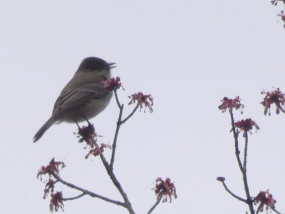 20190309 - Harris Lake - Eastern Phoebe 2