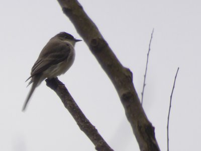 20190309 - Harris Lake - Eastern Phoebe 3