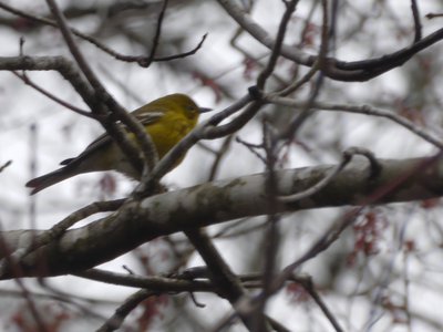 20190309 - Harris Lake - Pine Warbler 1