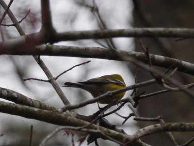 20190309 - Harris Lake - Pine Warbler 2