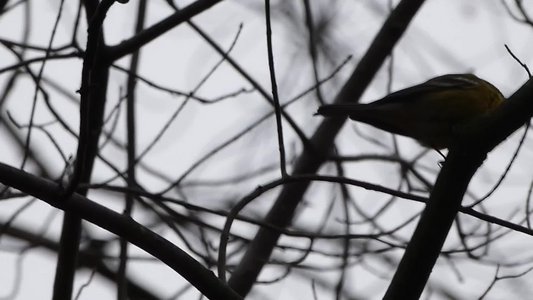 20190309 - Harris Lake - Pine Warbler 3