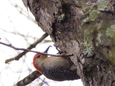 20190309 - Harris Lake - Red-bellied Woodpecker