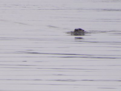 20190309 - Harris Lake - River Otter