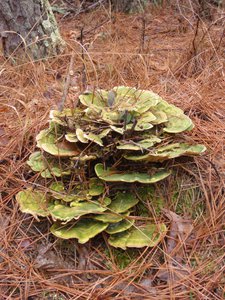 20190309 - Harris Lake - Shelf Fungus