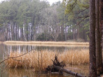 20190309 - Harris Lake - Trail 2