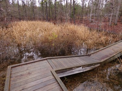 20190309 - Harris Lake - Trail 5