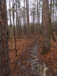 20190309 - Harris Lake - Trail 7