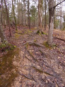 20190309 - Harris Lake - Trail 8