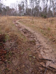 20190309 - Harris Lake - Trail 9