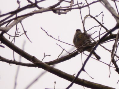 20190309 - Harris Lake - Warbler