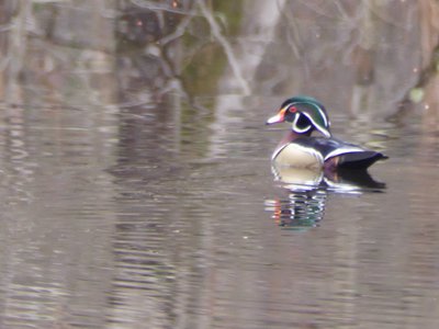 20190309 - Harris Lake - Wood Duck