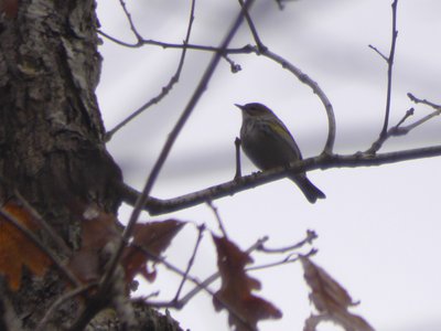 20190309 - Harris Lake - Yellow-rumped Warbler