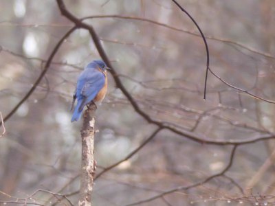 20190310 - Eno River - Eastern Bluebird