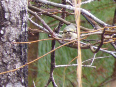 20190310 - Eno River - Kinglet 1