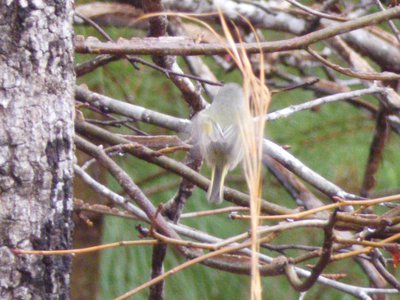 20190310 - Eno River - Kinglet 2