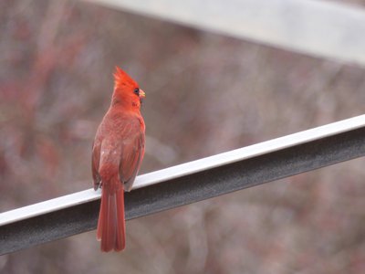 20190310 - Eno River - Northern Cardinal