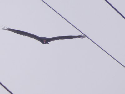 20190310 - Eno River - Turkey Vulture 1