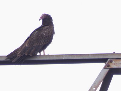 20190310 - Eno River - Turkey Vulture 2