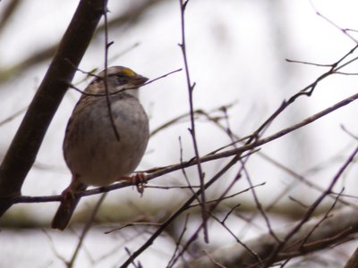 20190310 - Eno River - White-throated Sparrow