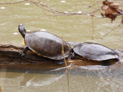 20190310 - Eno River - Yellow-bellied Sliders