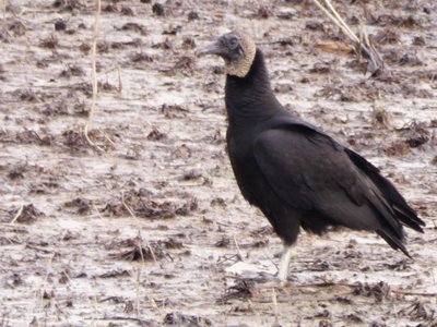 20190310 - Lake Crabtree - Black Vulture