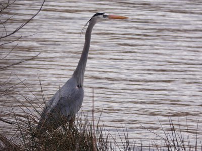 20190310 - Lake Crabtree - Great Blue Heron 1