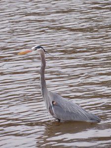 20190310 - Lake Crabtree - Great Blue Heron 2