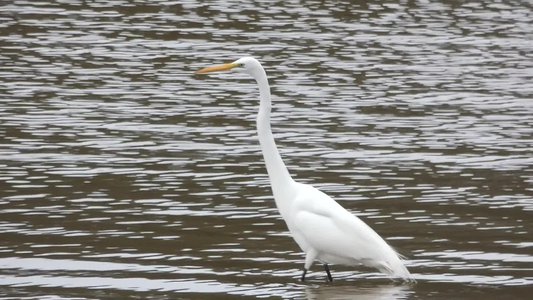 20190310 - Lake Crabtree - Great Egret 1