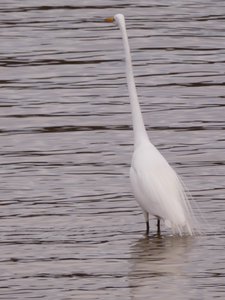 20190310 - Lake Crabtree - Great Egret 2