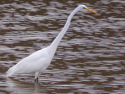 20190310 - Lake Crabtree - Great Egret 3