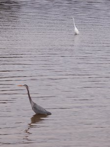 20190310 - Lake Crabtree - Great Egret and Great Blue Heron