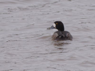 20190310 - Lake Crabtree - Lesser Scaup