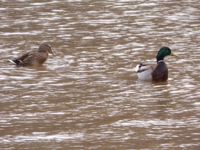 20190310 - Lake Crabtree - Mallards