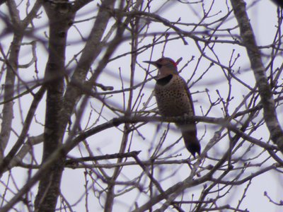 20190310 - Lake Crabtree - Northern Flicker