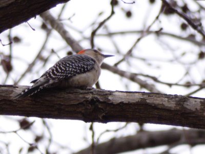 20190310 - Lake Crabtree - Red-bellied Woodpecker