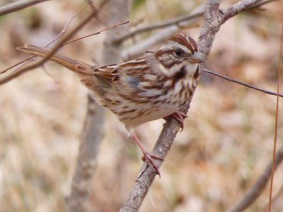 20190310 - Lake Crabtree - Song Sparrow 1